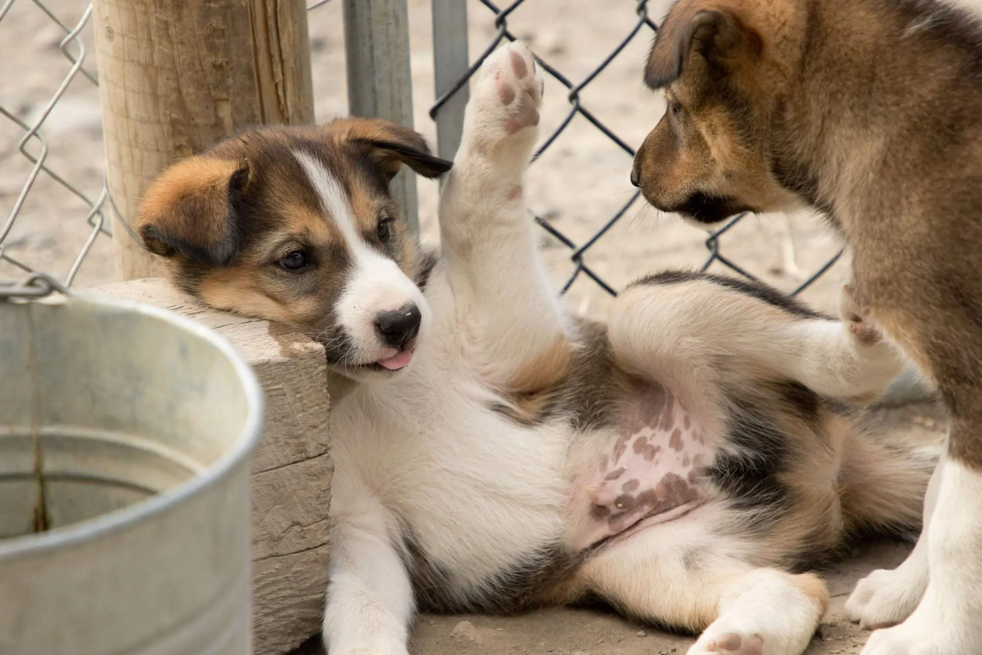 Pet the Puppies & Summit Combo